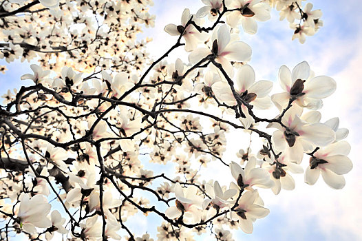 春天里盛开着的白色玉兰花
