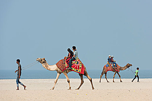 印度,旅游,骑,骆驼,海滩,喀拉拉,亚洲