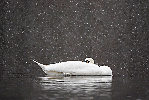 休息,疣鼻天鹅,天鹅,水中,下雪,黑森州,德国,欧洲