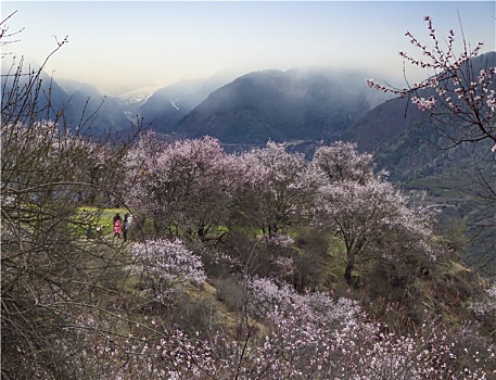 野桃花观赏圣地索松村