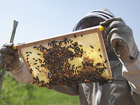 养蜂人,蜂巢