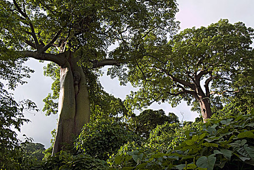 树,厄瓜多尔