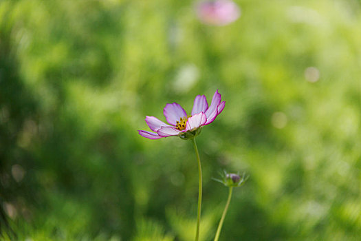 高原格桑花