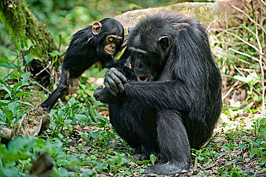 黑猩猩,类人猿,母亲,玩耍,1岁,幼仔,西部,乌干达