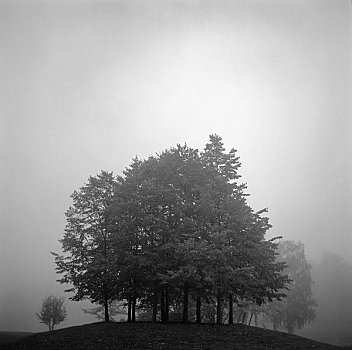树,雾,瑞典