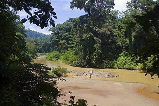 马来西亚,婆罗洲,沙巴,沉积物,重,河,遮蔽,雨林,褐色,疤痕,绿色