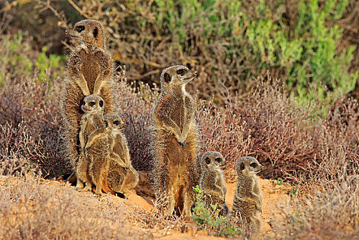 猫鼬,细尾獴属,成年,小动物,奥茨胡恩,西部,岬角,南非,非洲