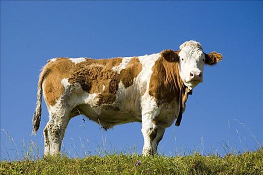 母牛,牧场,正面,蓝天,上奥地利州,奥地利,欧洲
