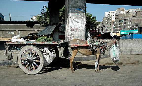 埃及驴车