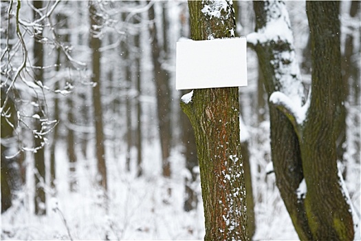 冬日树林,空,标识