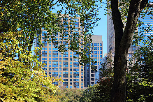 树,摩天大楼,背景,中央公园