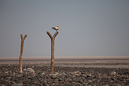 白兀鹫,埃及秃鹫,坐,枯木树干,荒芜,达纳基勒,埃塞俄比亚,非洲