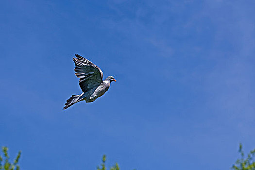 斑尾林鸽,诺曼底,法国