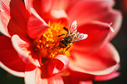 俄勒冈,美国,蜜蜂,大丽花,花,威拉梅特谷