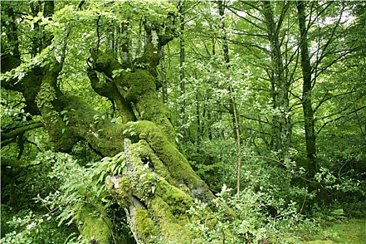 山毛榉,绿色,魔幻,树林,木头