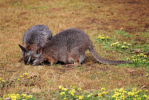 两个,小袋鼠,大袋鼠属,吃,成年,袋鼠,岛屿,南澳大利亚州,澳大利亚,大洋洲