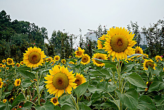 向日葵,向阳花