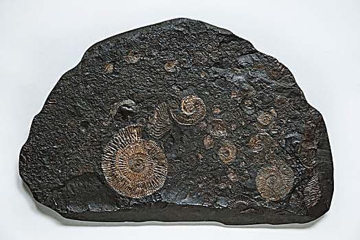 菊石,化石,德国,欧洲