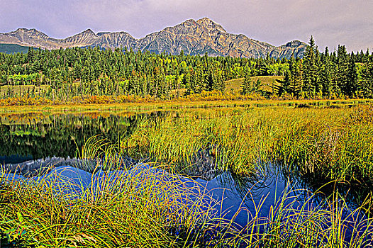 水塘,靠近,湖,碧玉国家公园,艾伯塔省,加拿大