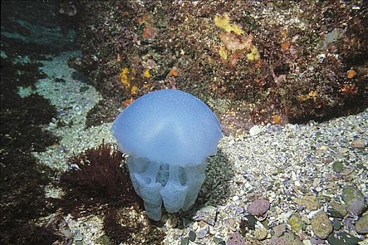水母,海洋动物,水下,澳大利亚