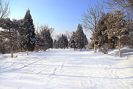 白雪覆盖的公园