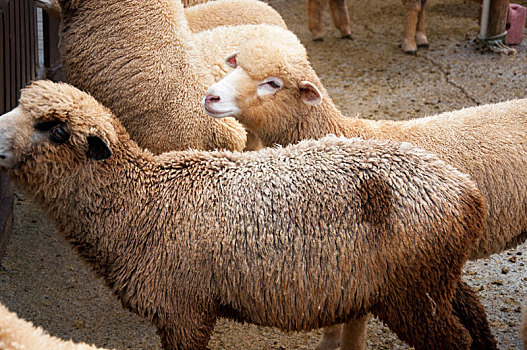 高山农场草原上,可爱的绵羊正在进食