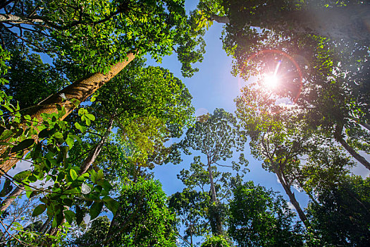 马来西亚婆罗洲沙巴山打根,丛林的大树