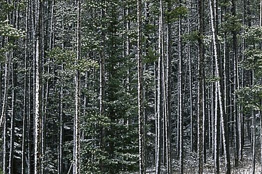 松树,树林,班芙国家公园,艾伯塔省,加拿大