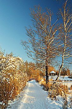 白雪覆盖的,步道,桥,导致,眺望台在冬季,穆斯,自然保护区,符腾堡,德国