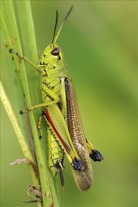 蝗虫图片_蝗虫图片素材_蝗虫图片大全_蝗虫高清图片_全景视觉