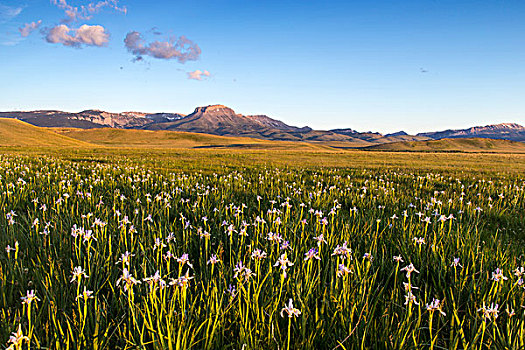野花,草地,落基山,正面,靠近,蒙大拿,美国