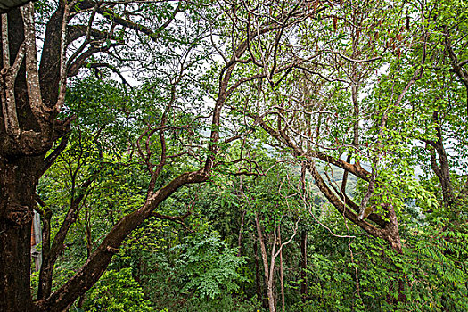 泰国清迈素贴山双龙寺树林