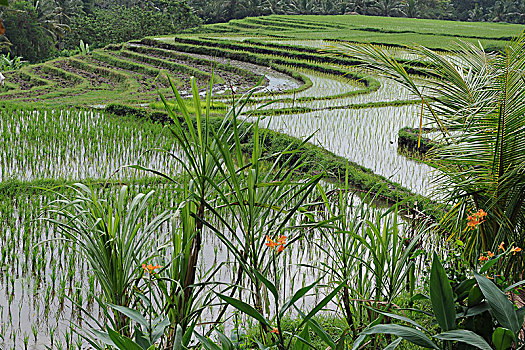 印度尼西亚,巴厘岛,稻米,风景,全景,稻米梯田