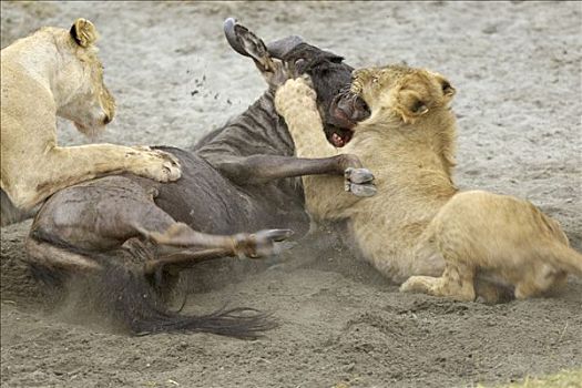 狮子,早晨,猎捕,争斗,角马,恩戈罗恩戈罗火山口,坦桑尼亚