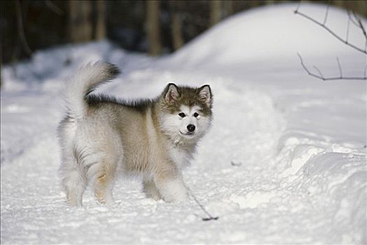 阿拉斯加雪橇犬,狗,小狗,玩,雪中