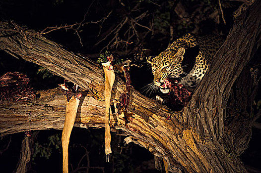 豹,羚羊,捕食,树上,夜晚,莫雷米禁猎区,奥卡万戈三角洲,博茨瓦纳
