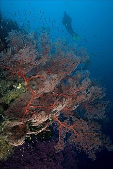 印度尼西亚,班达海,柳珊瑚虫,海扇,珊瑚礁景,潜水