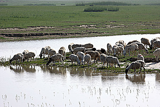 内蒙草原上羊群