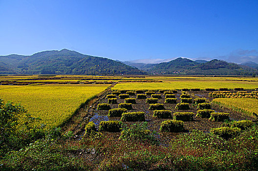 桓仁集安稻田全貌