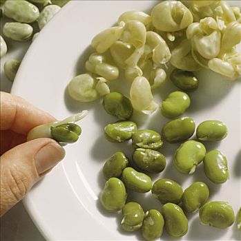 去皮,浸湿,蚕豆