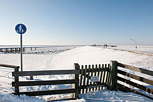 积雪,海堤,冰冻,北方,海洋,胡苏姆,石勒苏益格,黑白花牛,北德,欧洲