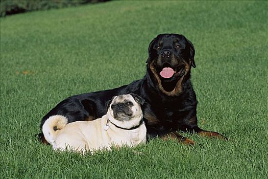 罗特韦尔犬,狗,成年,休息,草丛,哈巴狗,朋友