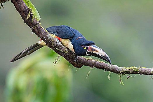 坐在树上,哥斯达黎加,中美洲