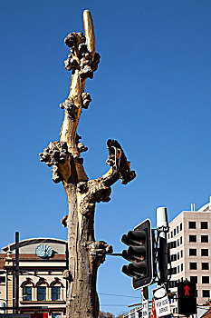 悉尼市区,悉尼唐人街发财树