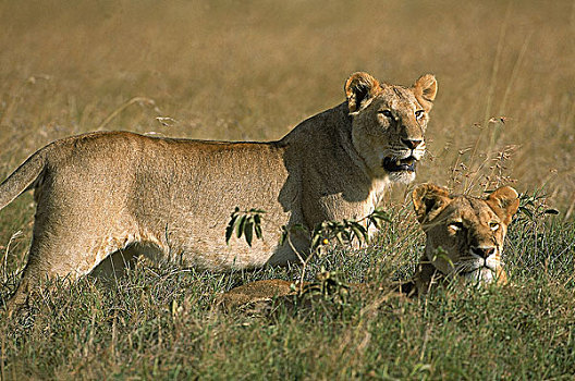 非洲狮,狮子,雌性,站立,高草,肯尼亚