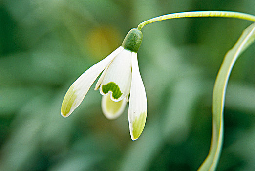 花,白色,花瓣,特写