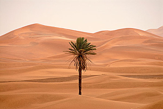棕榈树,沙漠,却比沙丘,摩洛哥