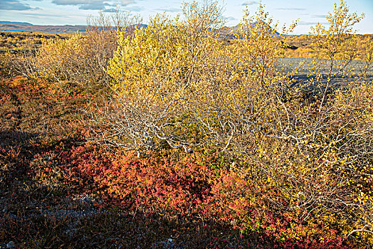 冰岛,米湖,熔岩原,假的,火山囗,秋叶,桦树,蓝莓