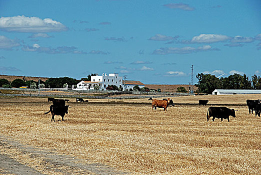 公牛,地点,麦地那新的尼亚,安达卢西亚,西班牙