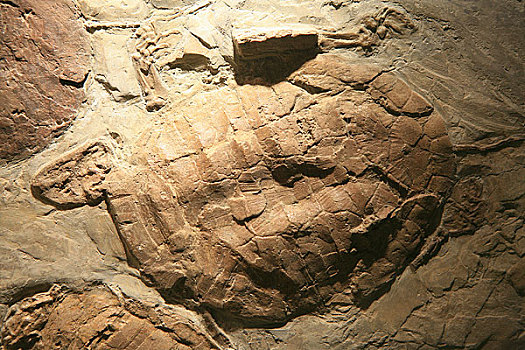 甘肃博物馆内展出的龟类化石